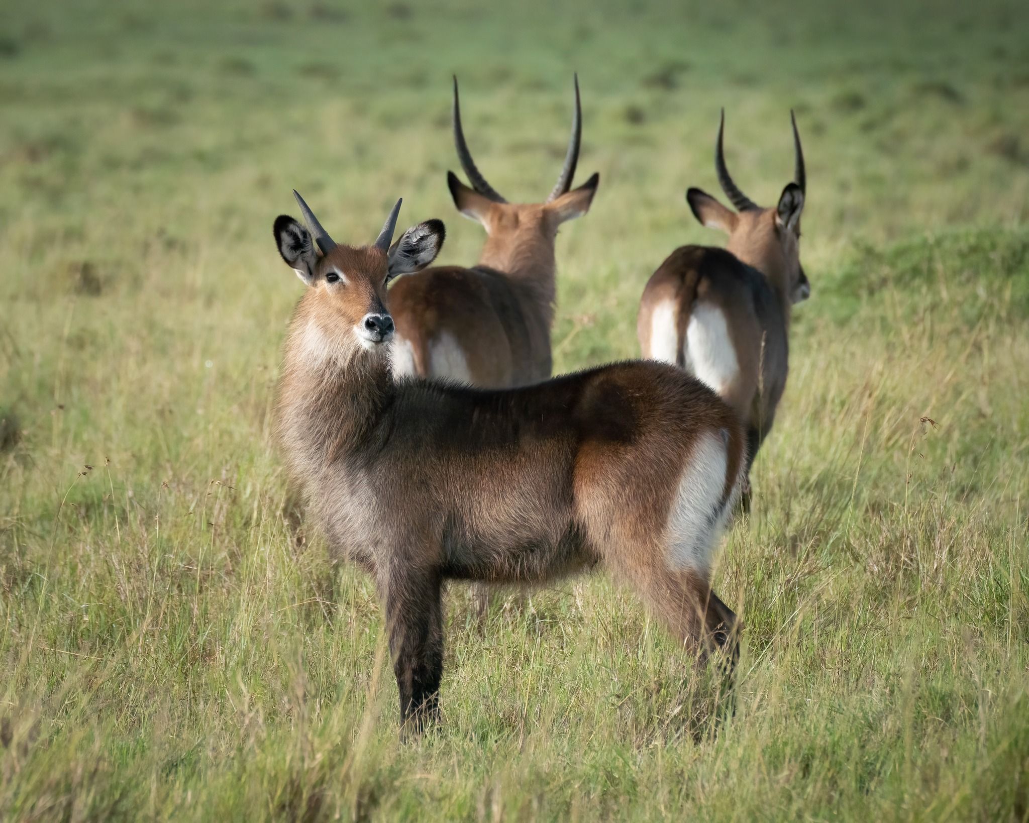 Waterbuck in a grassy field